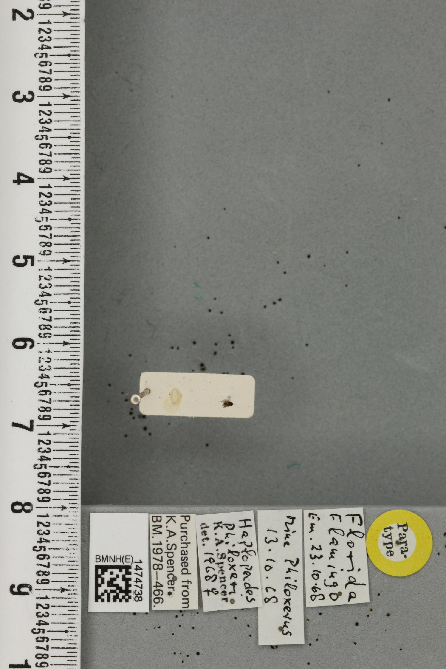 Haplopeodes philoxeri