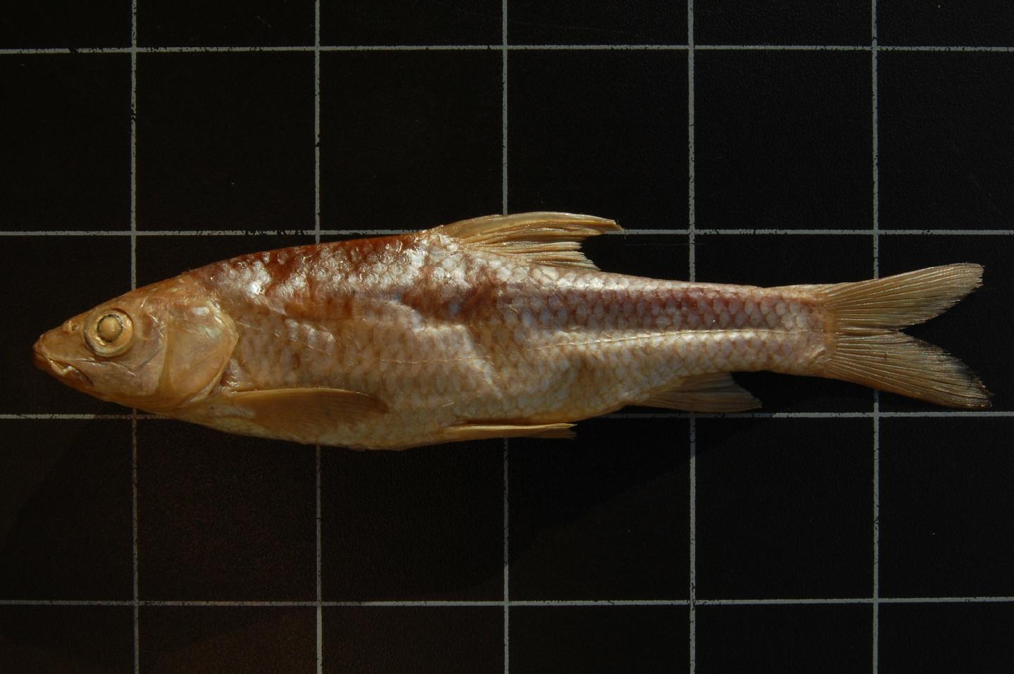 Barbus microterolepis