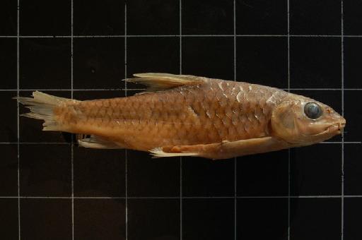 Barbus mungoensis Trewavas, 1974 - BMNH 1973.5.14.164-182 Barbus mungoensis (big Paratype) b