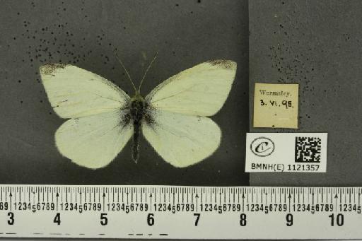 Pieris rapae rapae (Linnaeus, 1758) - BMNHE_1121357_79569