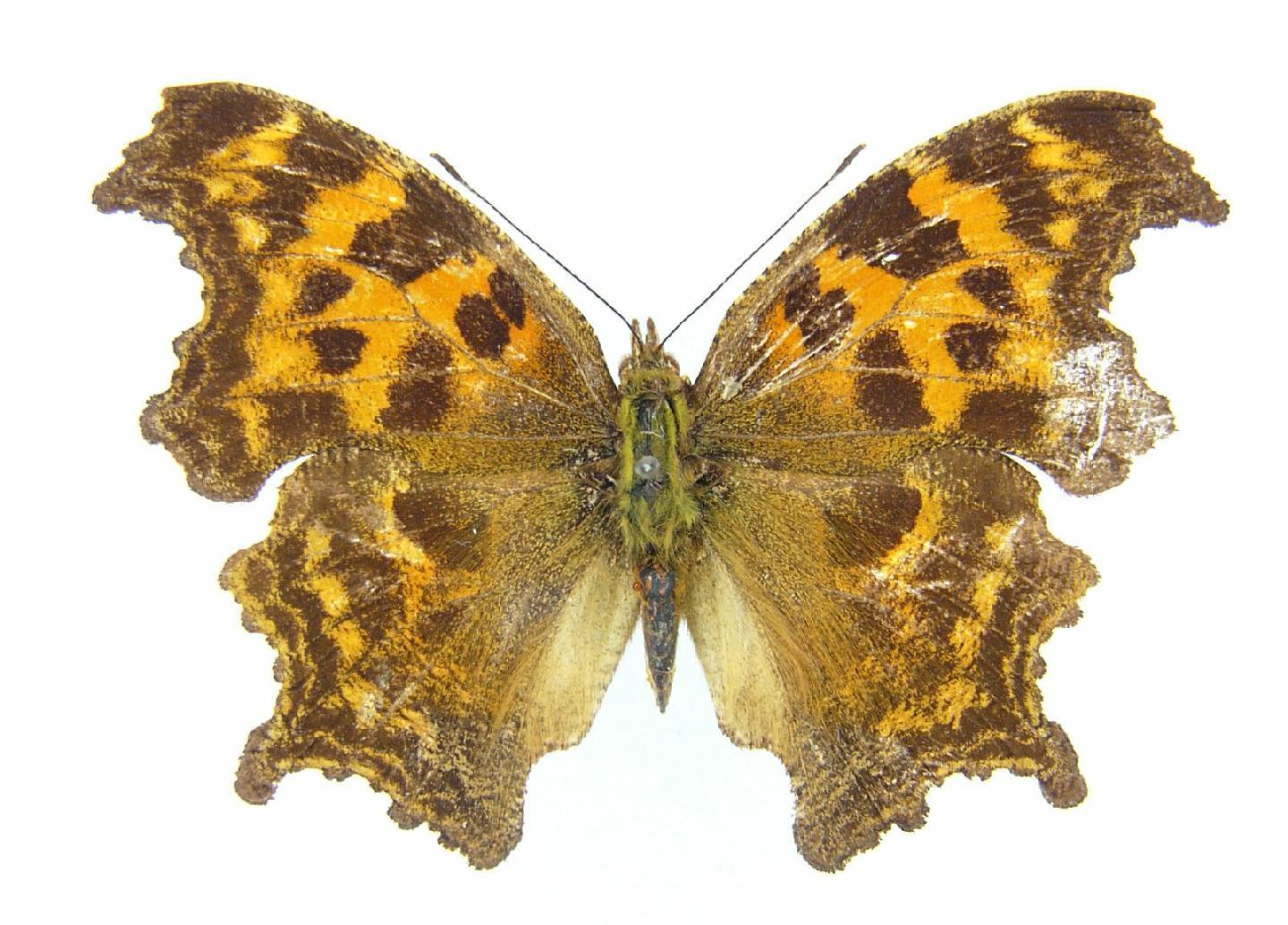 Polygonia gigantea thumbnail
