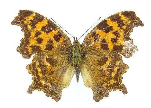 Polygonia gigantea Leech - Polygonia gigantea type