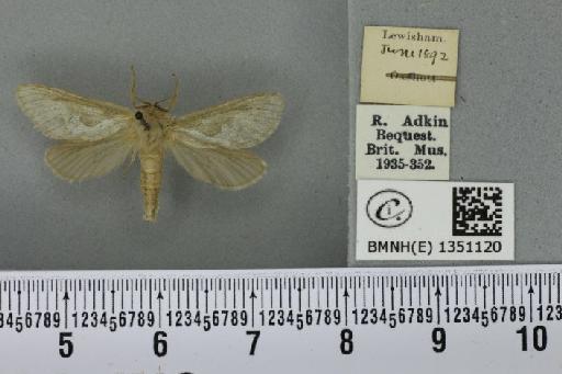 Korscheltellus lupulina ab. albomarginata Cockayne, 1955 - BMNHE_1351120_186170