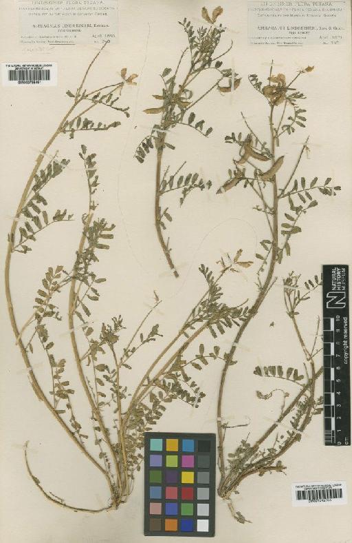 Astragalus lindheimeri Engelm. ex A.Gray - BM001042703