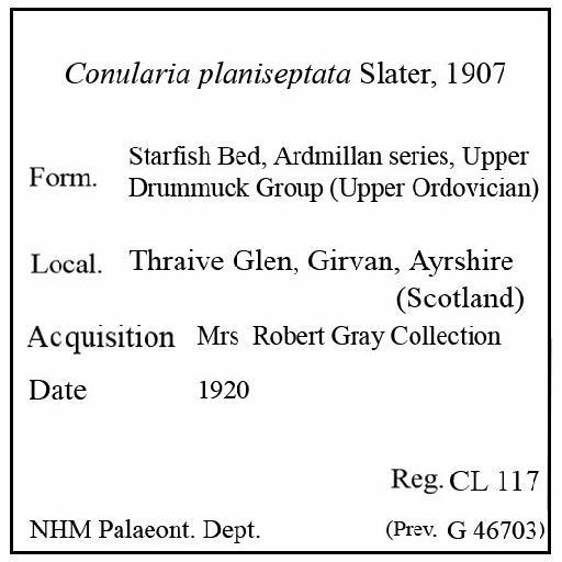 Conularia planiseptata Slater, 1907 - CL 117. Conularia planiseptata (label)