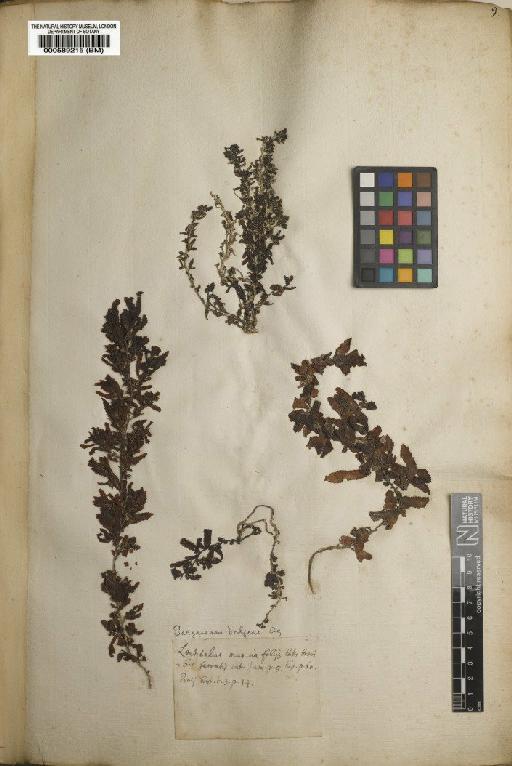 Sargassum vulgare C.Agardh - BM000589215