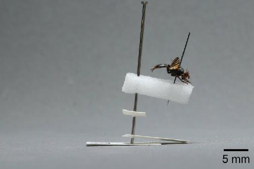 Ceroxys urticae (Linnaeus, 1758) - 015046231_lateral