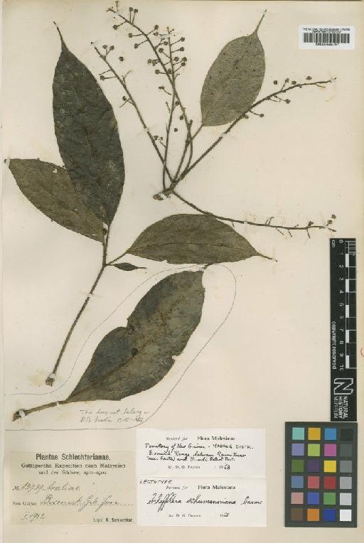 Schefflera schumanniana Harms - BM000944797