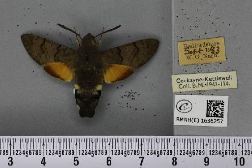 Macroglossum stellatarum (Linnaeus, 1758) - BMNHE_1636257_205969