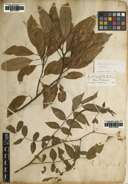 Senna occidentalis (L.) Link - BM001046688