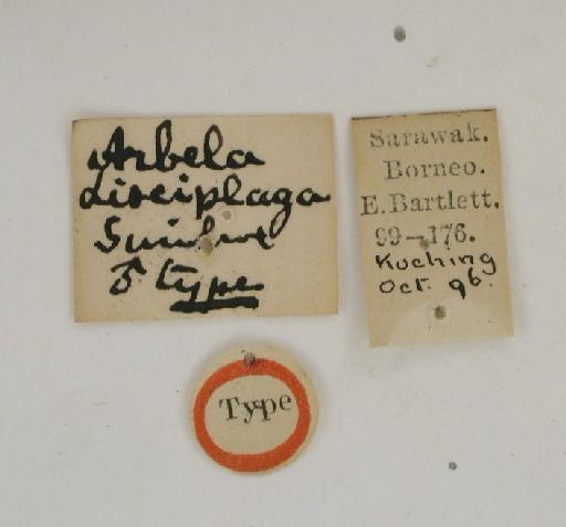 Indarbela disciplaga Swinhoe, 1901 - Arbela disciplaga 1055075 labels