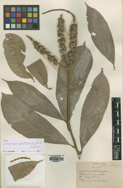 Lithocarpus garrettianus (Craib) Camus - BM000839277