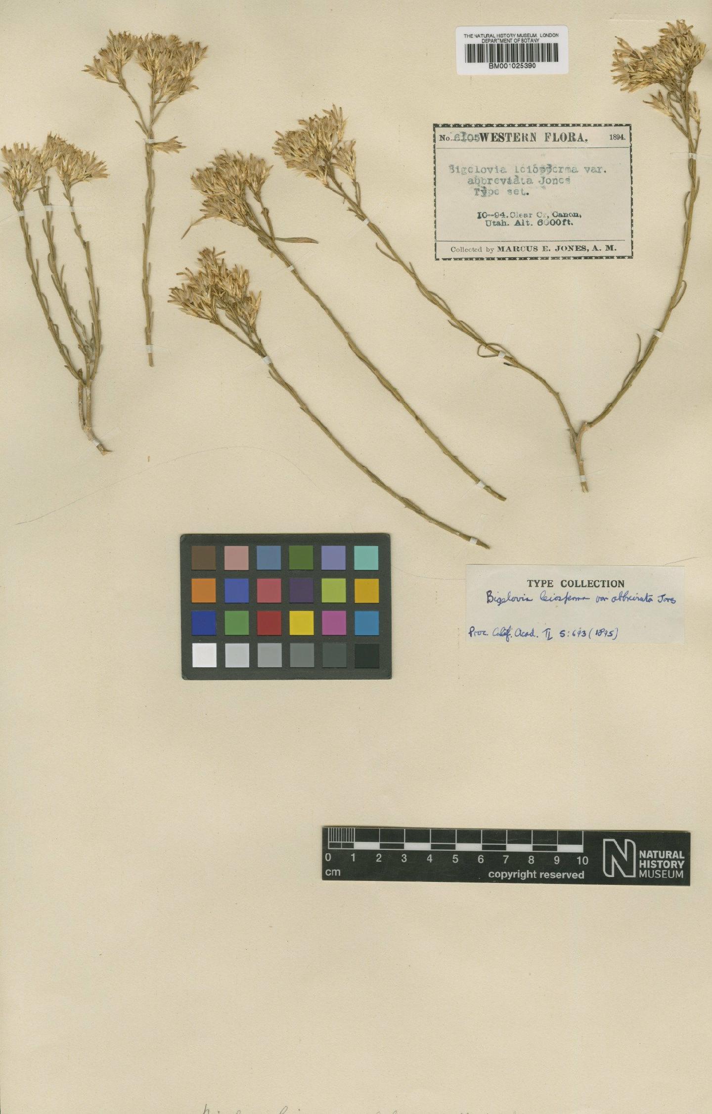 To NHMUK collection (Chrysothamnus nauseosus subsp. leiospermus (A.Gray) H.M.Hall & Clem.; Type; NHMUK:ecatalogue:746536)