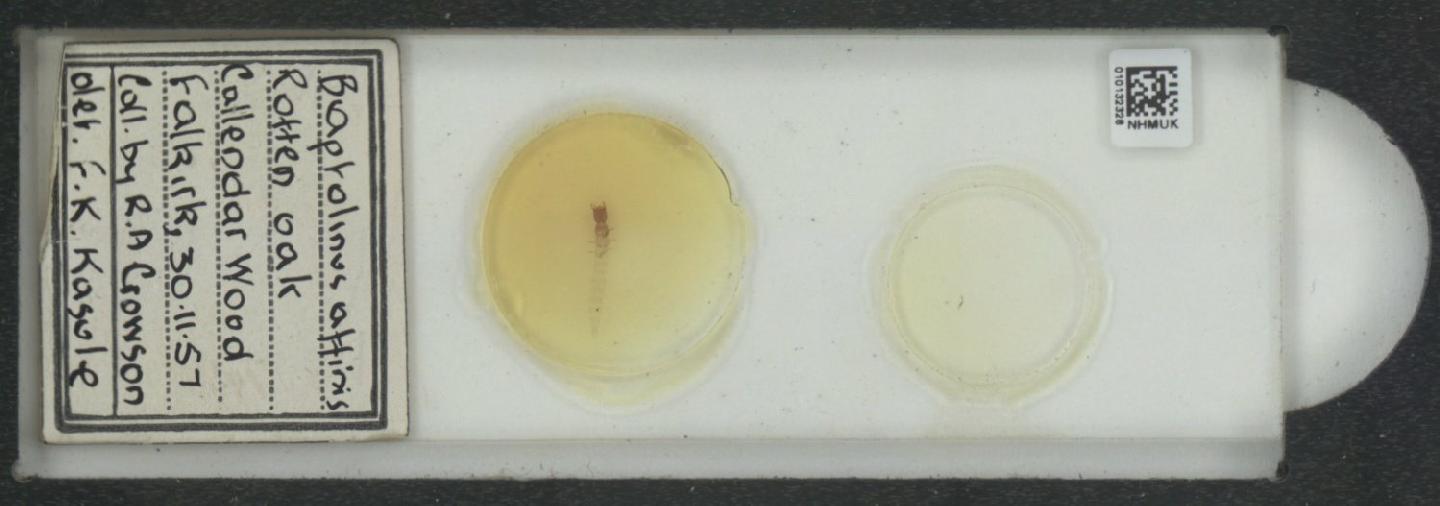 Atrecus affinis