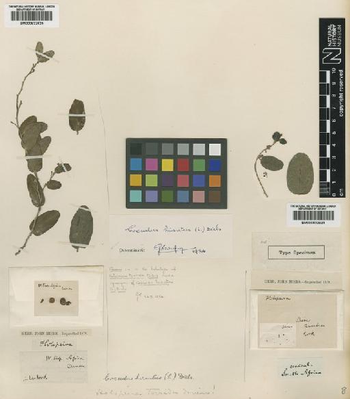 Cocculus hirsutus (L.) Diels - BM000832625