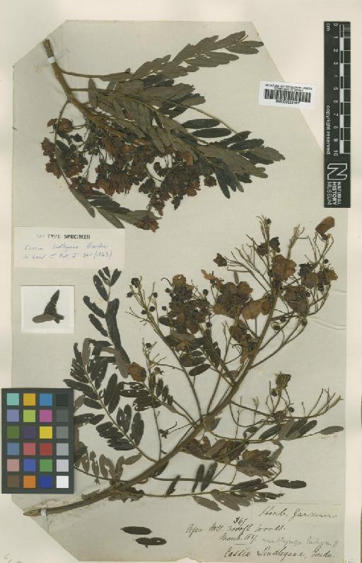 Senna multijuga subsp. lindleyana (Gardner) H.S.Irwin & Barneby - BM000952187