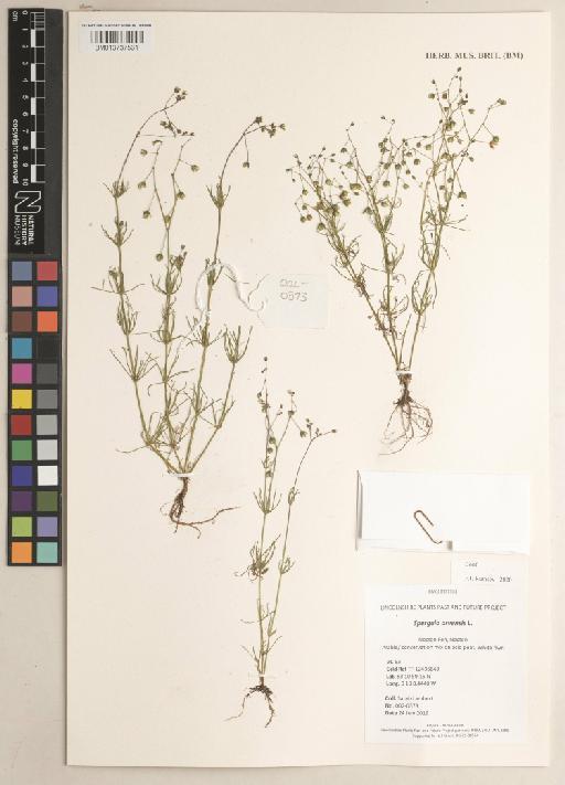 Spergula arvensis L. - 013737531