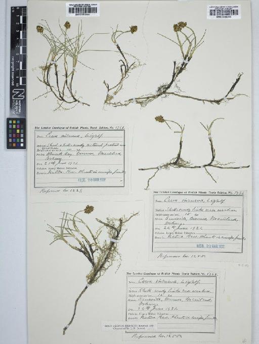 Carex maritima Gunnerus - BM000909985 C