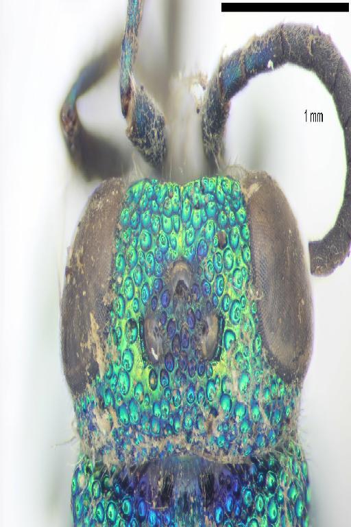 Chrysis hewittii Cameron, P., 1908 - Heptachrysis_hewittii-BMNH(E)#970880_type-vertex_dorsal-5X