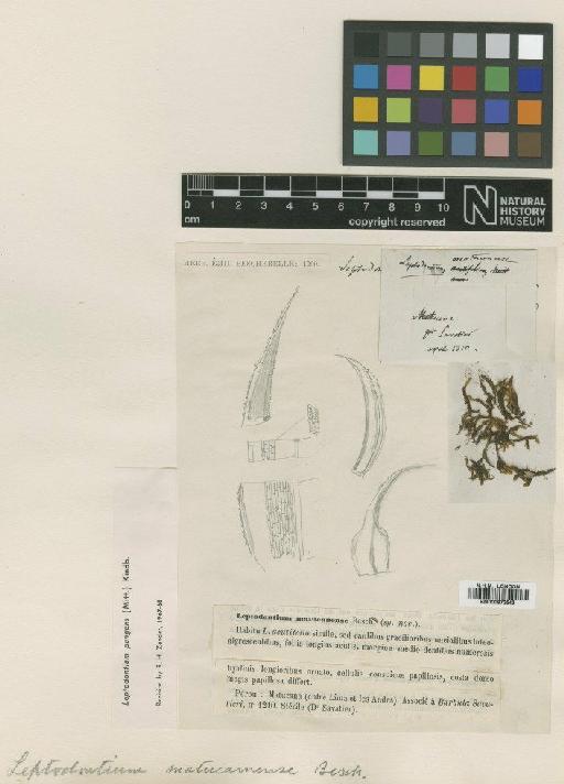 Leptodontium matucanense Besch. - BM000872543_a