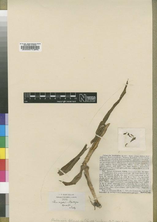 Habenaria tenuispica Rendle - BM000033576