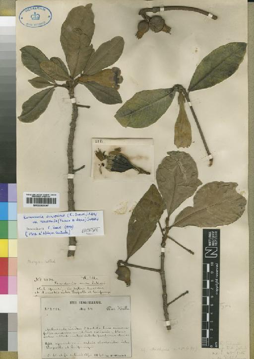 Rothmannia engleriana var. terniflora (Ficalho & Hiern) Somers - BM000903047