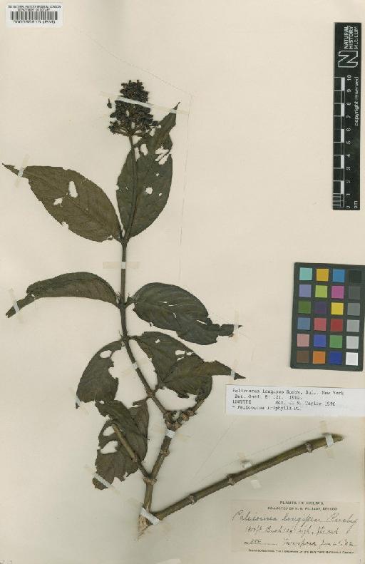 Palicourea triphylla DC. - BM000055916