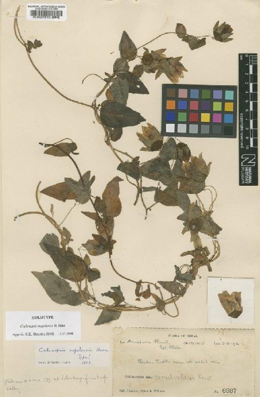 Codonopsis nepalensis Hara - BM000521512