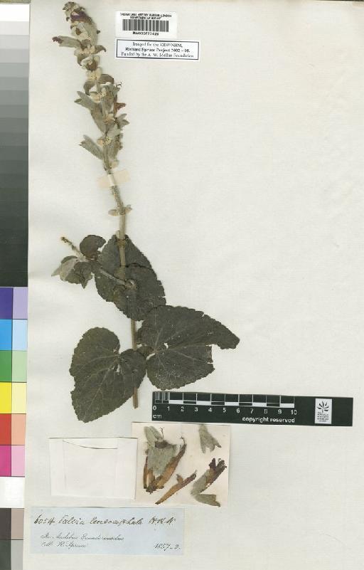 Salvia leucocephala Kunth - Spruce - BM000777426
