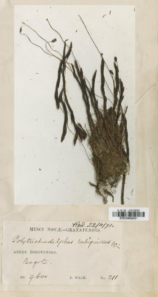 Polytrichadelphus rubiginosus Mitt. - BM000960561