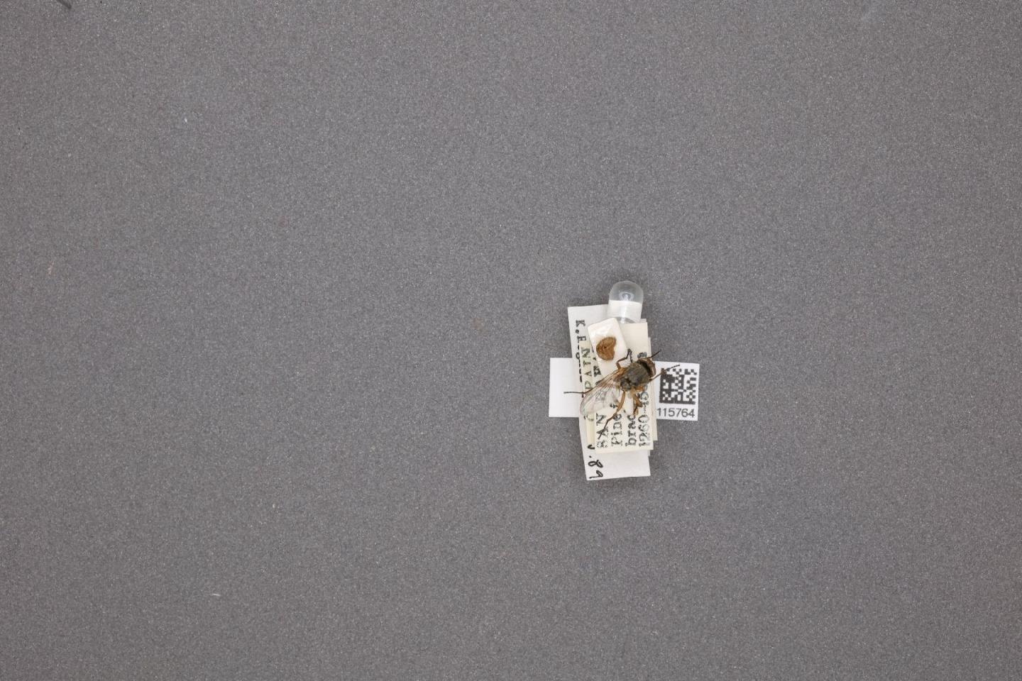Pollenia bicolor thumbnail