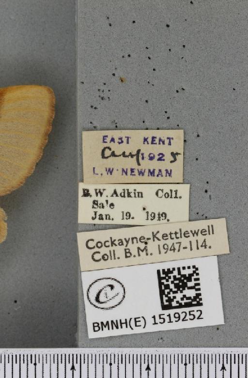 Lasiocampa trifolii flava ab. pallida-flava Tutt, 1902 - BMNHE_1519252_label_192677