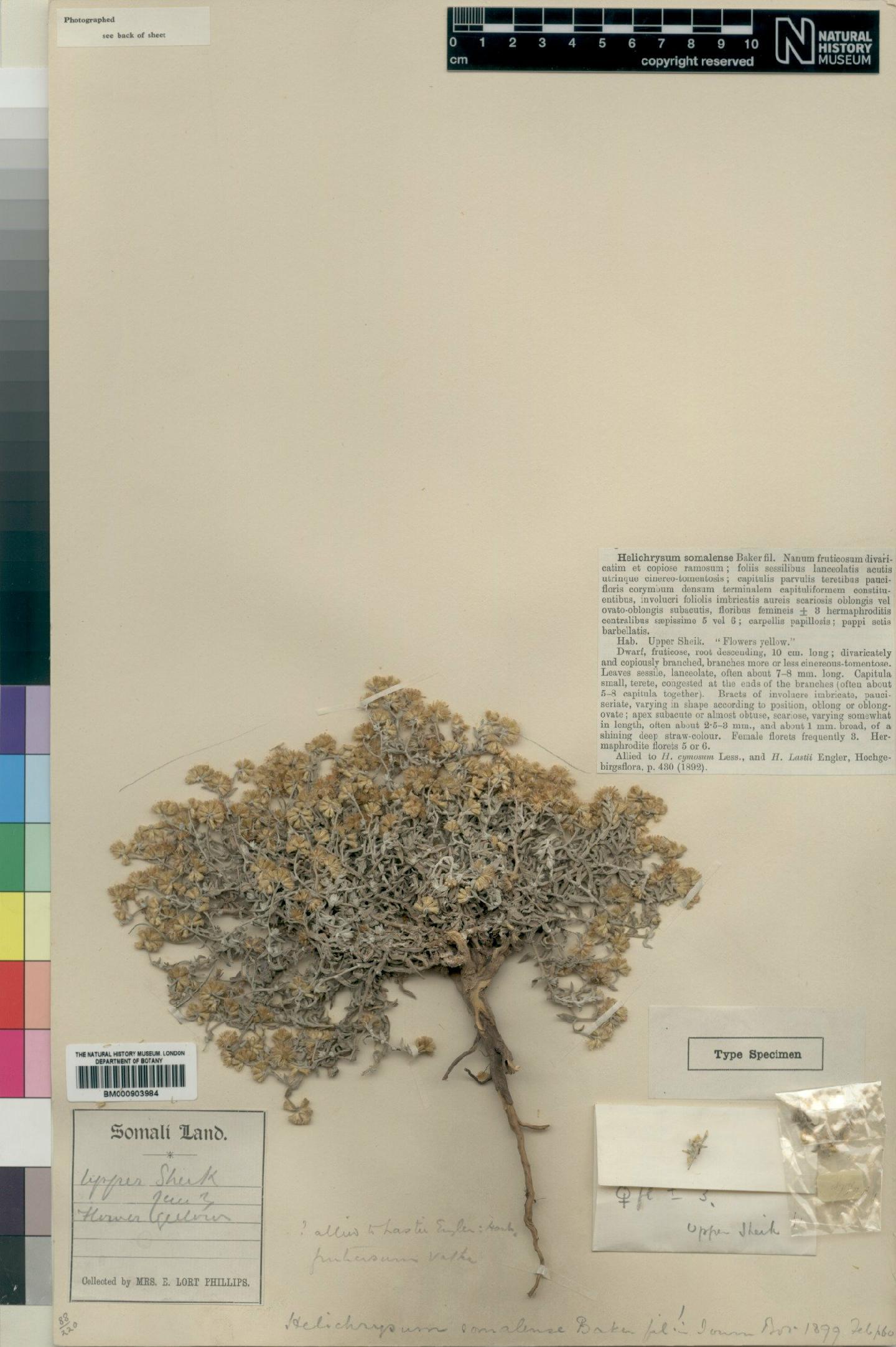 To NHMUK collection (Helichrysum somalense Baker f.; Type; NHMUK:ecatalogue:4529033)