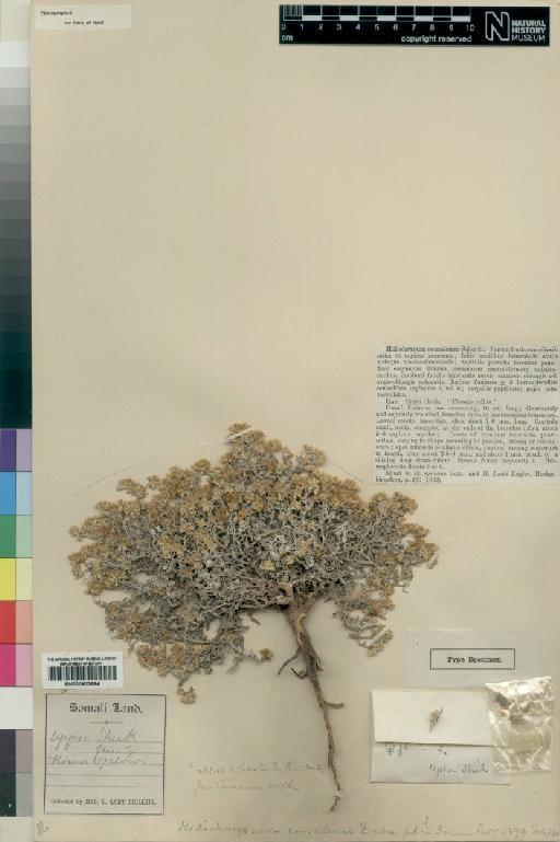 Helichrysum somalense Baker f. - BM000903984