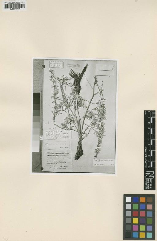 Delphinium inopinatum Nevski - BM000946073