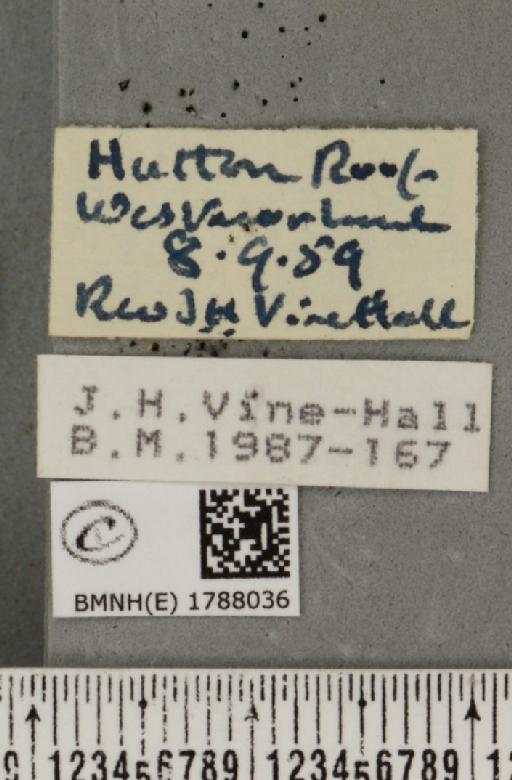 Epirrita filigrammaria ab. intermedia Harrison, 1933 - BMNHE_1788036_label_361813