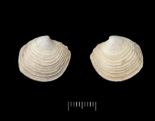 Lucina lamellata Smith, 1881 - 1889.11.11.144-5_B_Phacoides_(Lucina)_lamellata