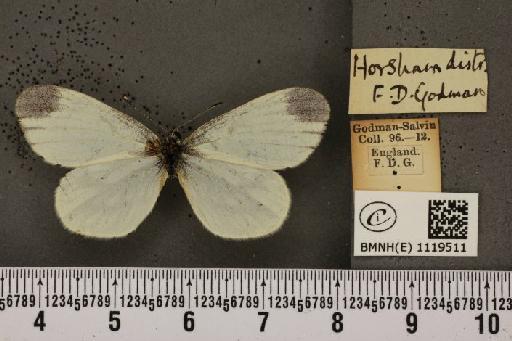 Leptidea sinapis sinapis Linnaeus, 1758 - BMNHE_1119511_74339