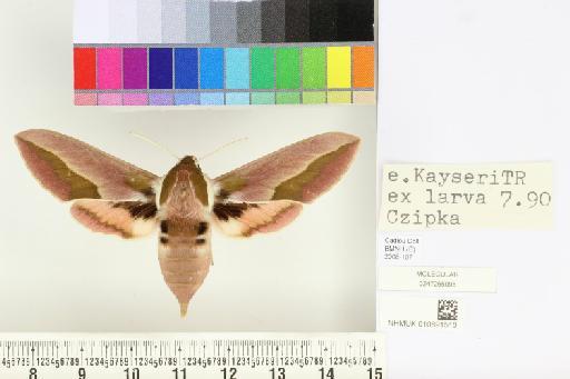 Hyles siehei (Püngeler, 1903) - NHMUK010891510_Hyles_siehei_dorsal_and_labels.JPG