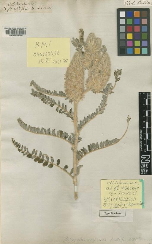 Astragalus alopecurus Pall. - BM000632590