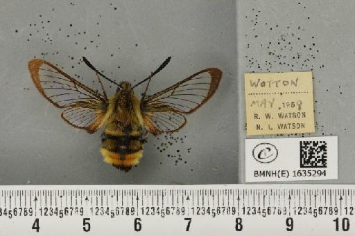 Hemaris tityus (Linnaeus, 1758) - BMNHE_1635294_205297