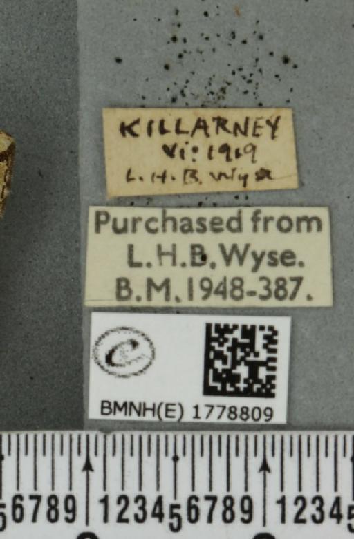 Colostygia pectinataria (Knoch, 1781) - BMNHE_1778809_label_354173