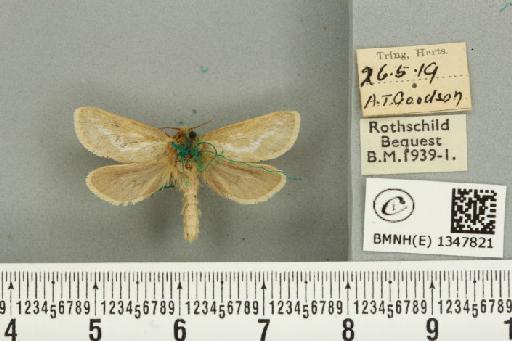Korscheltellus lupulina ab. senex Pfitzner, 1912 - BMNHE_1347821_186346
