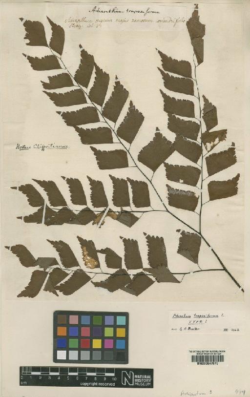 Adiantum trapeziforme L. - BM000647570