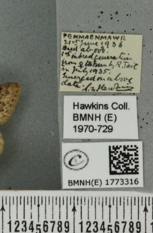 Idaea contiguaria britanniae (Müller, 1936) - BMNHE_1773316_label_336592