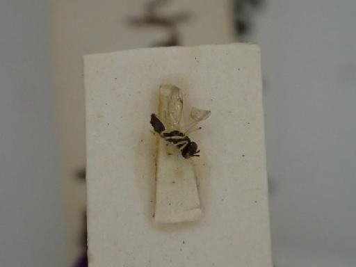 Omphale pronapis (Walker, 1839) - Omphale pronapis (Walker, 1839) NHMUK010198745  5.1350