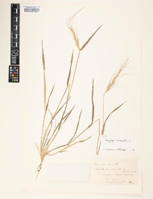 Aegilops triuncialis L. - 000086398