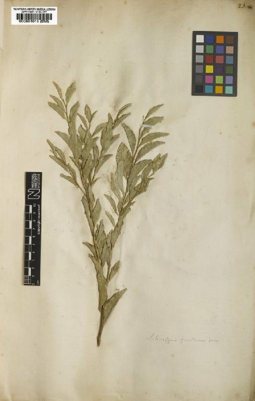 Schaefferia frutescens Jacq. - BM000594015