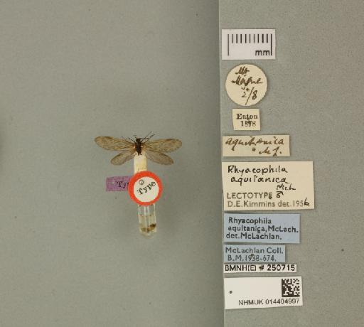 Rhyacophila aquitanica McLachlan, 1879 - 014404997_175588_1755659