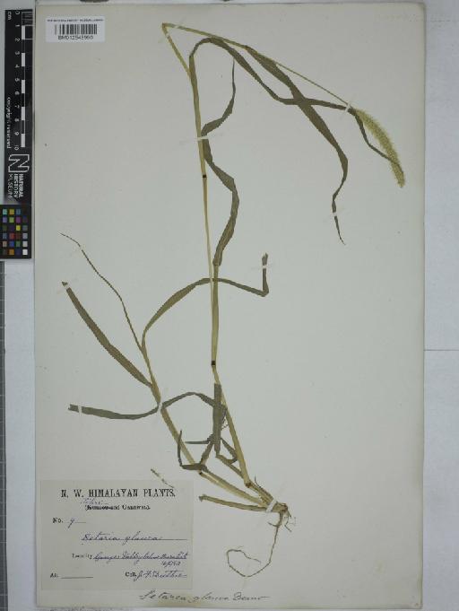 Setaria glauca (L.) P.Beauv. - 012548960